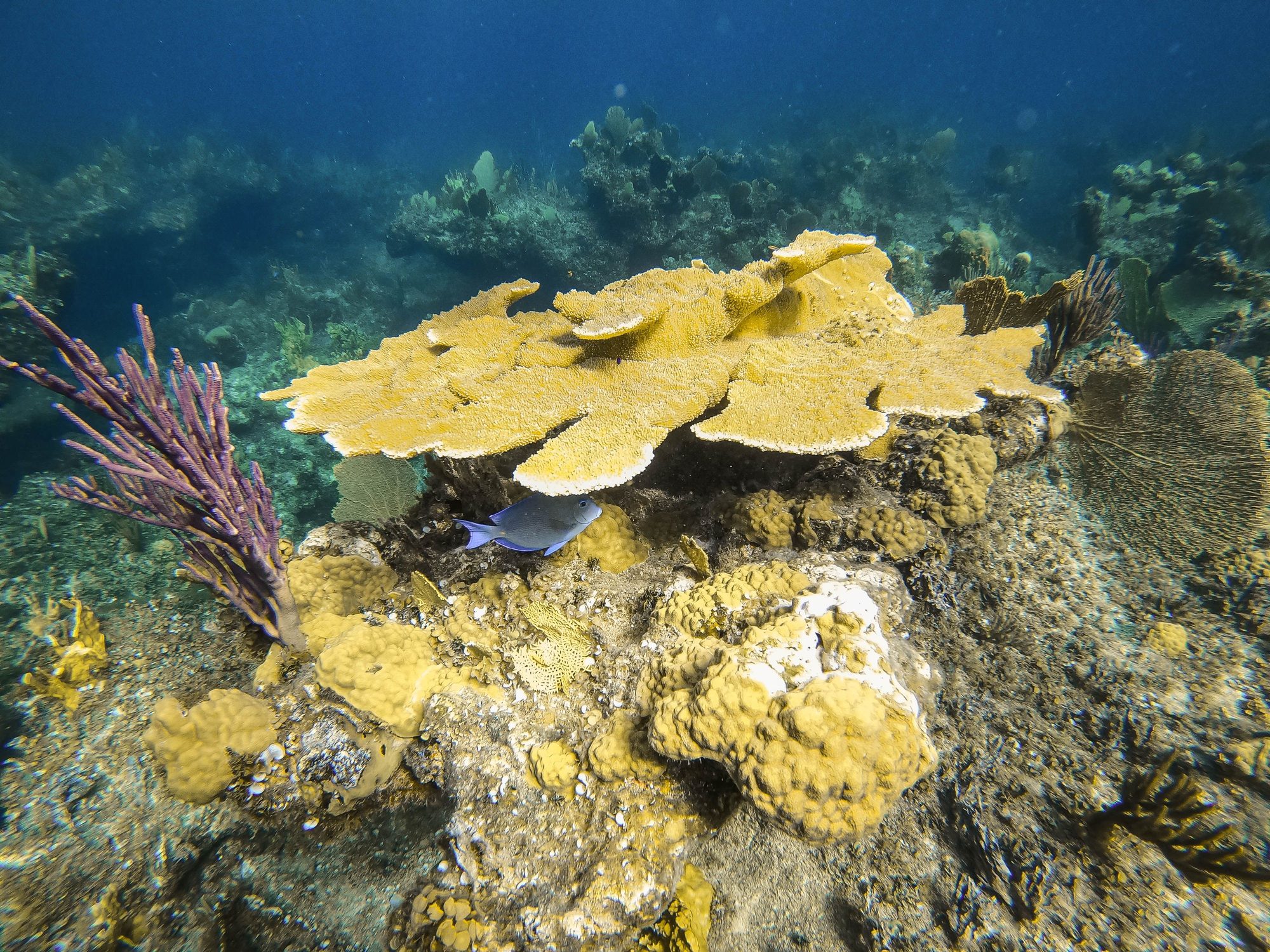 Elkhorn coral and reef fish on a Turks and Caicos reef